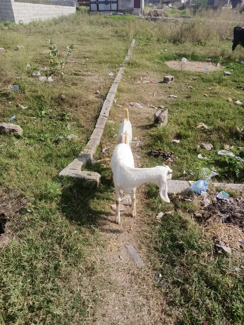 07 female goats Bakri for slae — photo 5