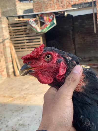 ​ Urgent Sale! Pure Thai Aseel Murga  Heavy Bone & Active Breed