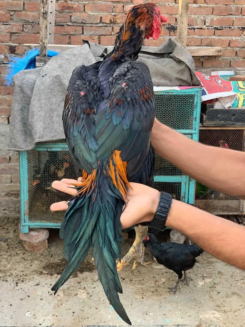 ​ Urgent Sale! Pure Thai Aseel Murga  Heavy Bone & Active Breed — photo 2