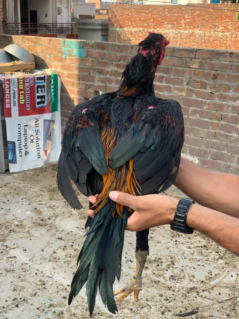 ​ Urgent Sale! Pure Thai Aseel Murga  Heavy Bone & Active Breed — photo 3