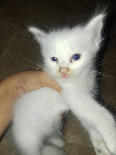 Cute Cat for Sale