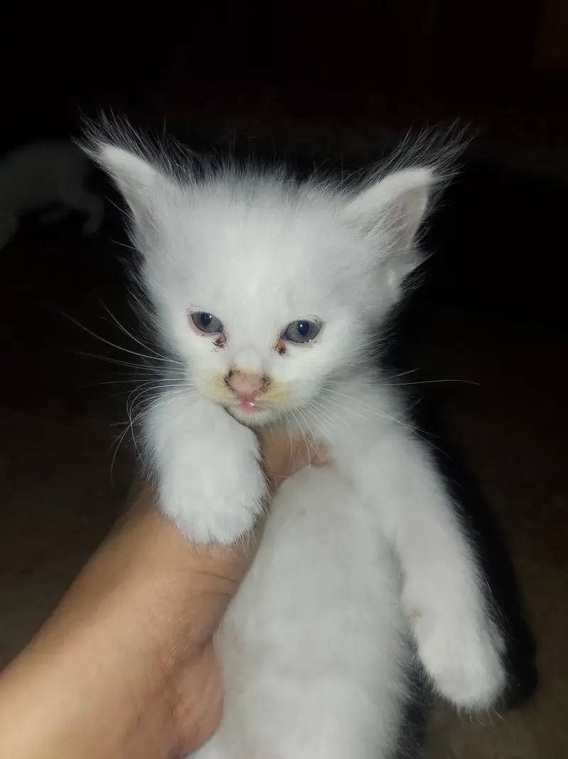 Cute Cat for Sale — photo 2