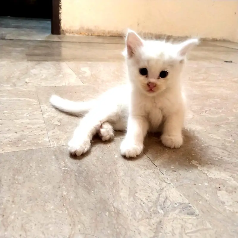 Cute Cat for Sale — photo 3
