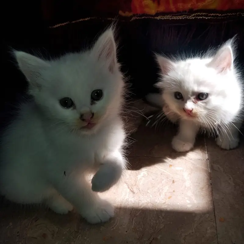 Cute Cat for Sale — photo 4