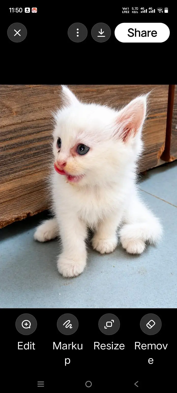 Cute Cat for Sale — photo 5