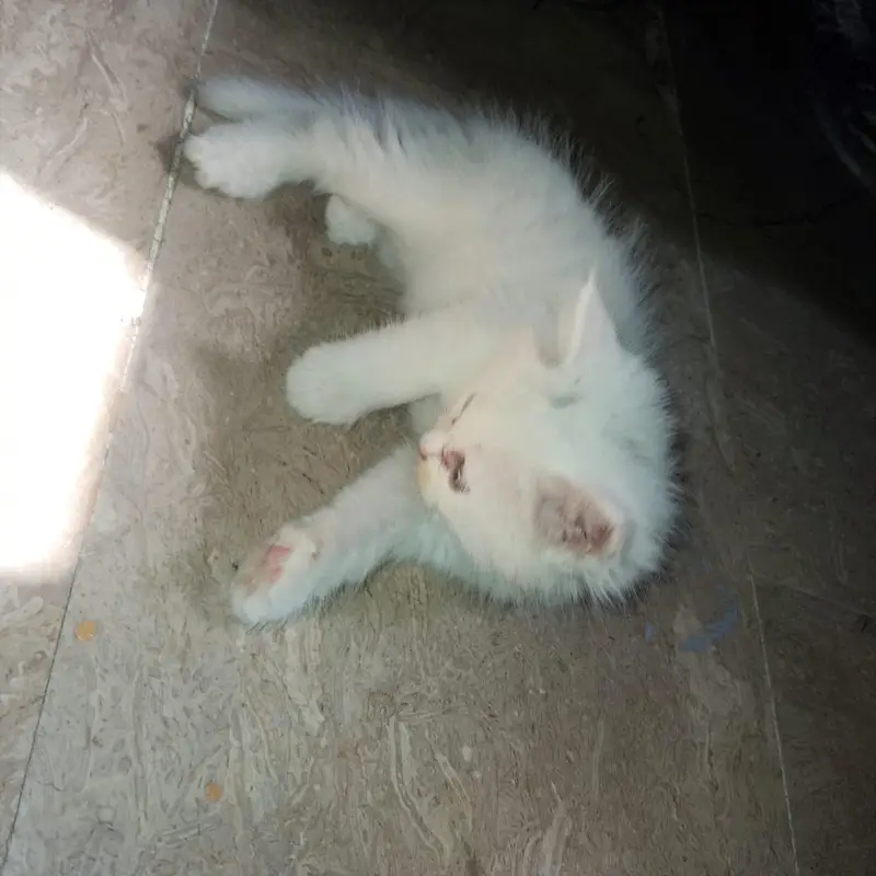 Cute Cat for Sale — photo 6
