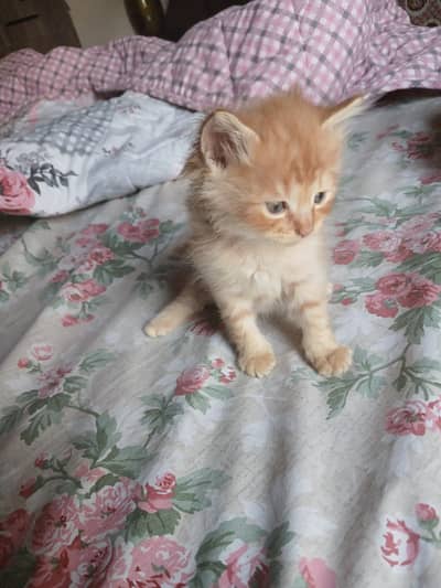 Persian Kittens ( Triple Coated ) For Urgent Sale