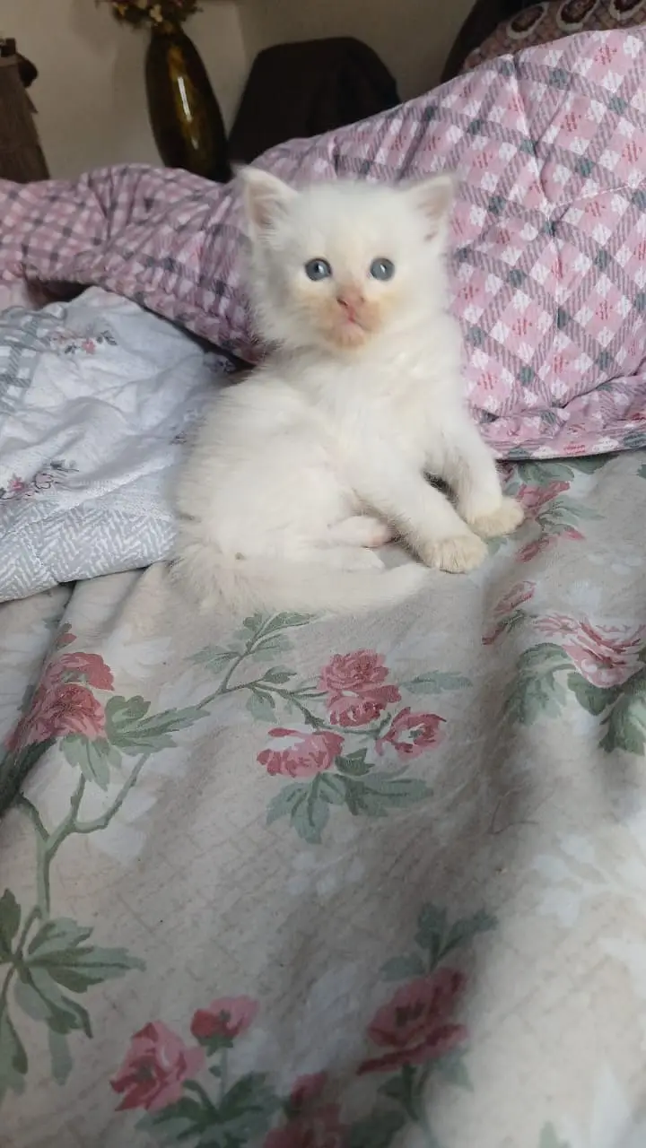 Persian Kittens ( Triple Coated ) For Urgent Sale — photo 2