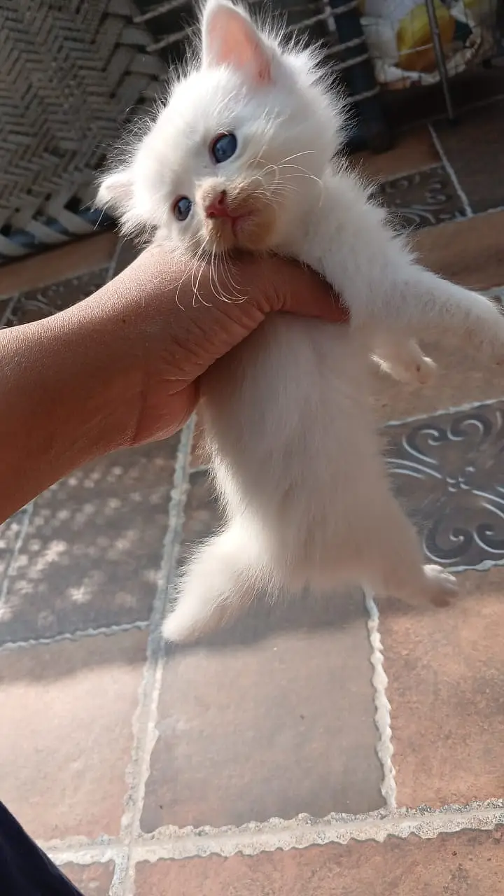 Persian Kittens ( Triple Coated ) For Urgent Sale — photo 3
