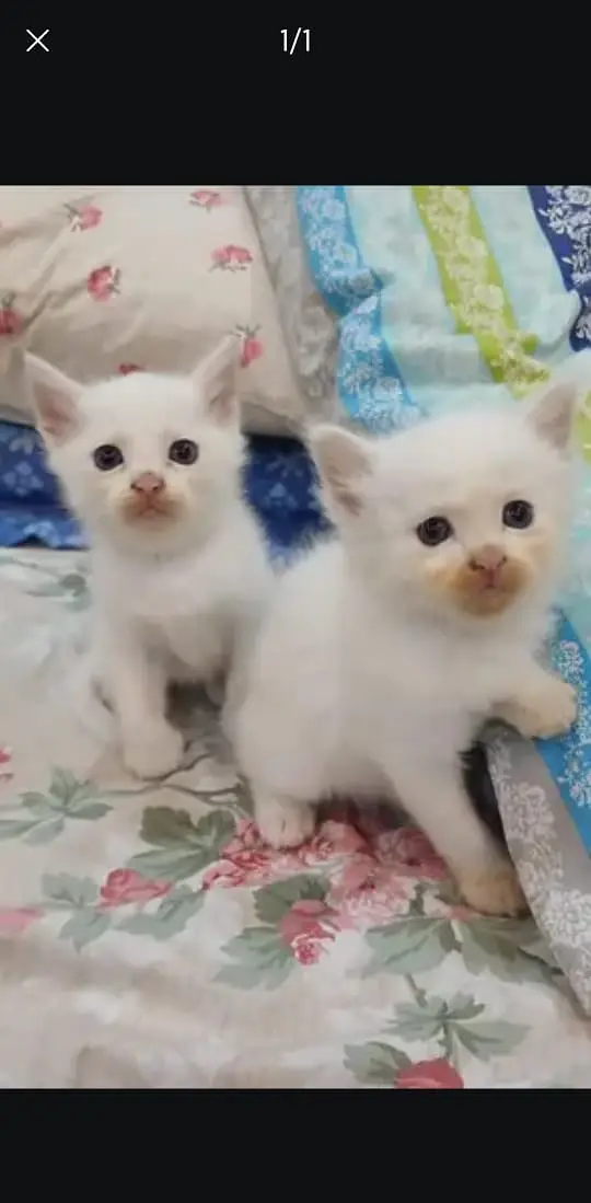 Persian Kittens ( Triple Coated ) For Urgent Sale — photo 4