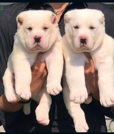 King Alabai dog / alabai puppies / security dog for sale