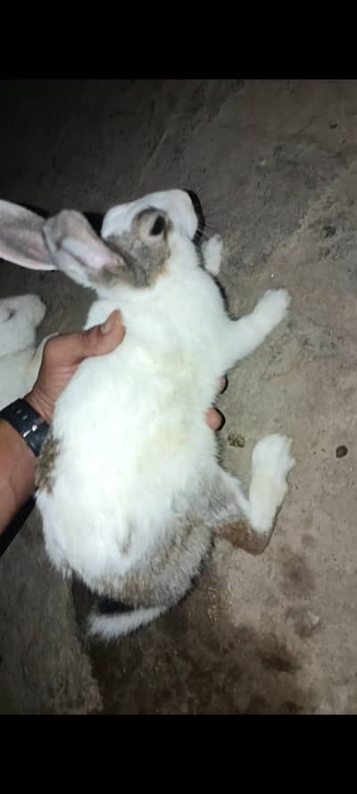 Rabbits For sale. . . 1000 each rabbit
