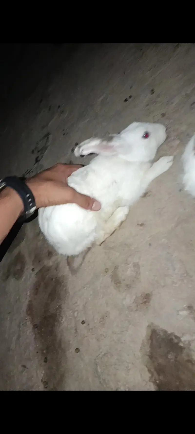Rabbits For sale. . . 1000 each rabbit — photo 2