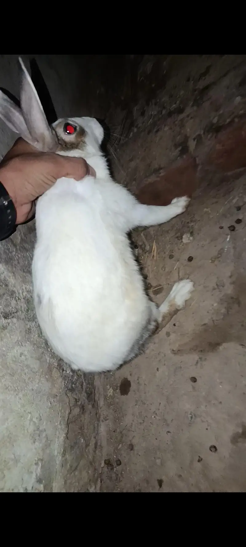 Rabbits For sale. . . 1000 each rabbit — photo 3
