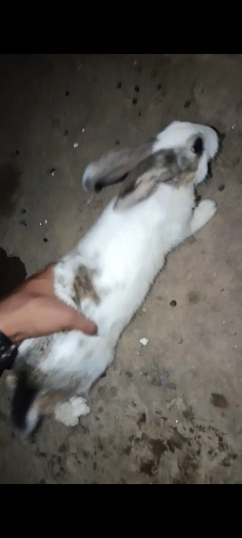 Rabbits For sale. . . 1000 each rabbit — photo 4