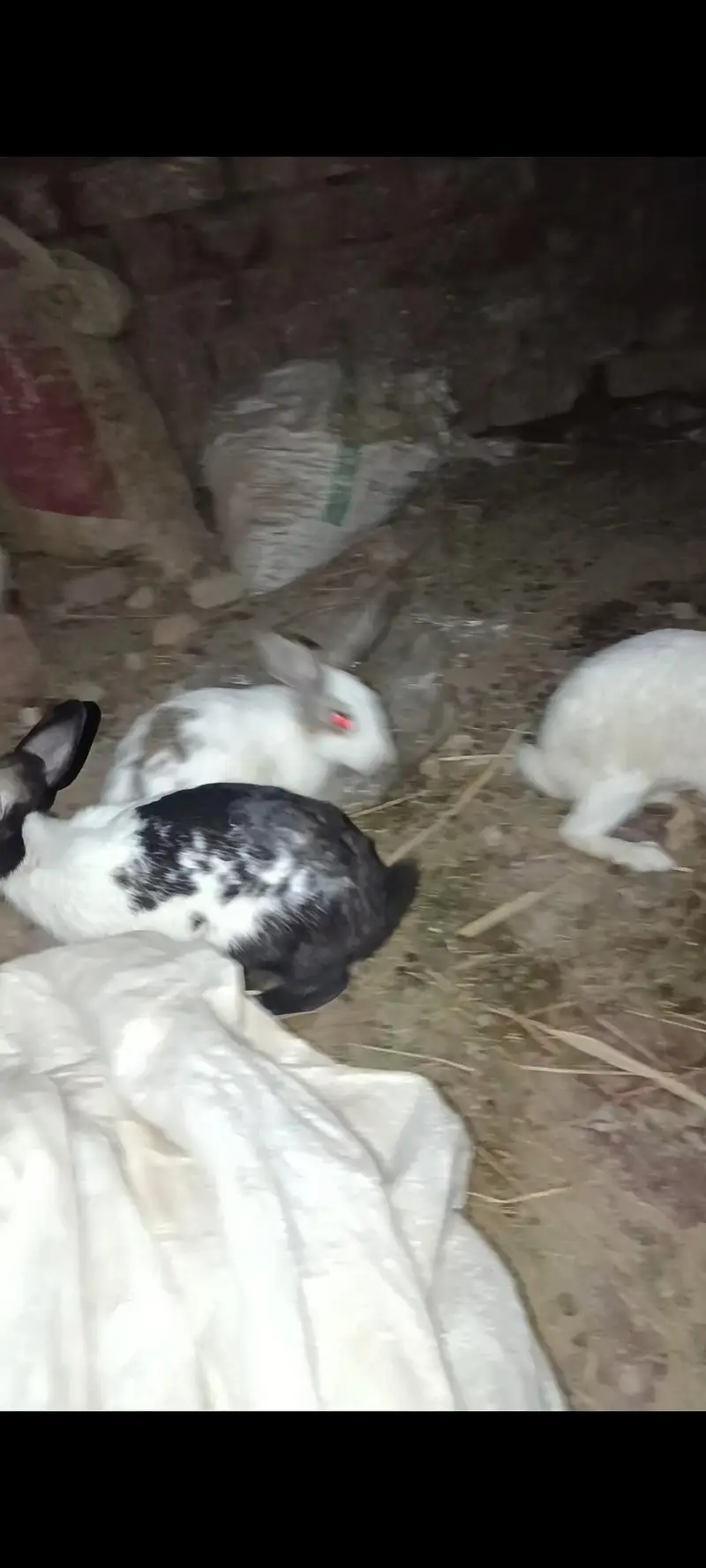 Rabbits For sale. . . 1000 each rabbit — photo 5