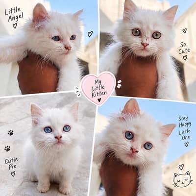 Persian cat cubs are