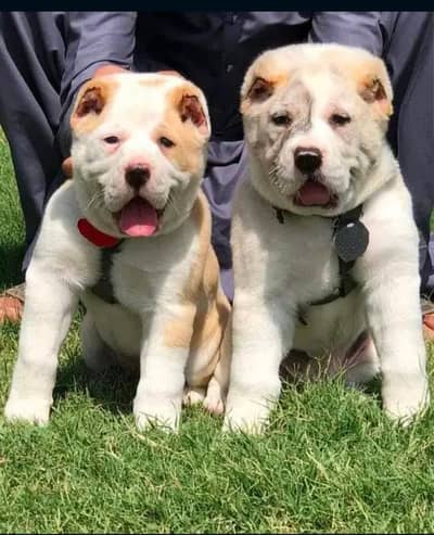 King Alabai dog / alabai puppies / security dog for sale