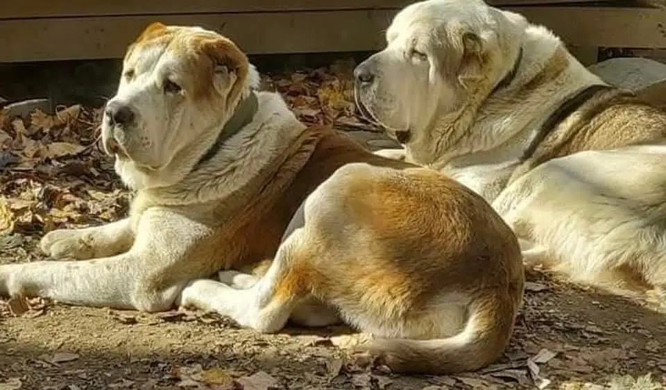 King Alabai dog / alabai puppies / security dog for sale — photo 2