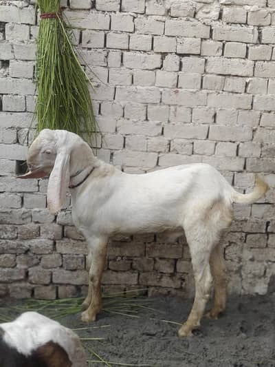 Hammad khan