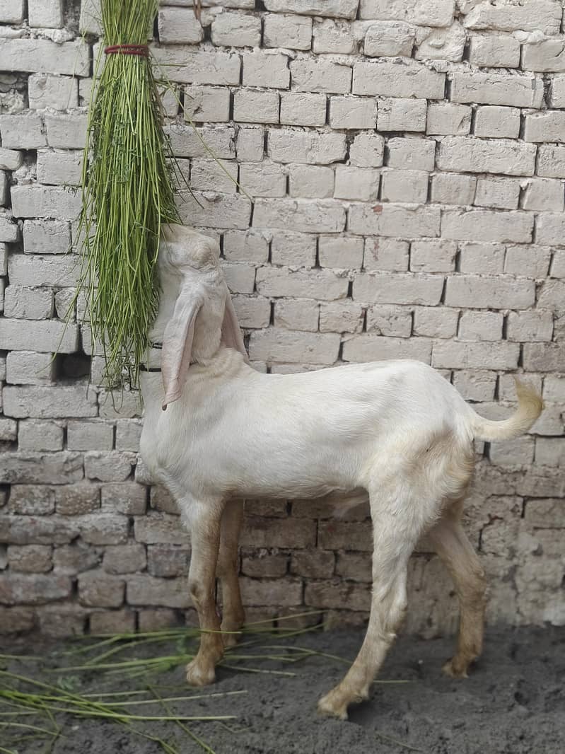 Hammad khan 1