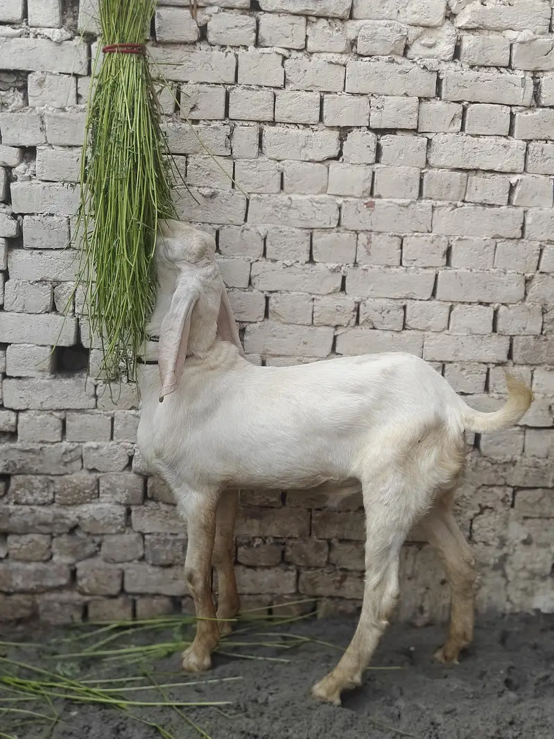 Hammad khan — photo 2