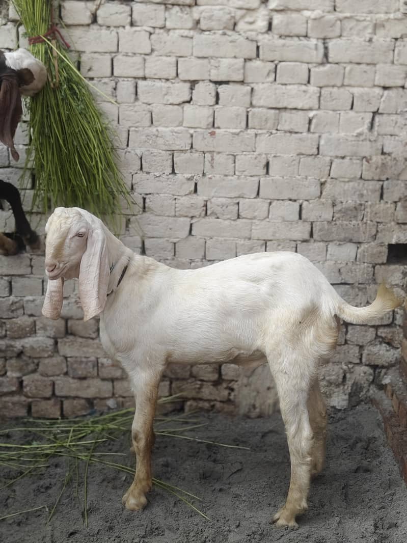 Hammad khan 2