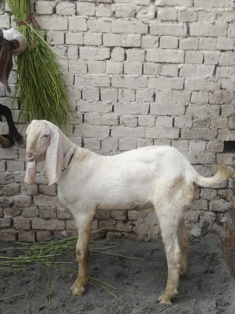 Hammad khan — photo 3