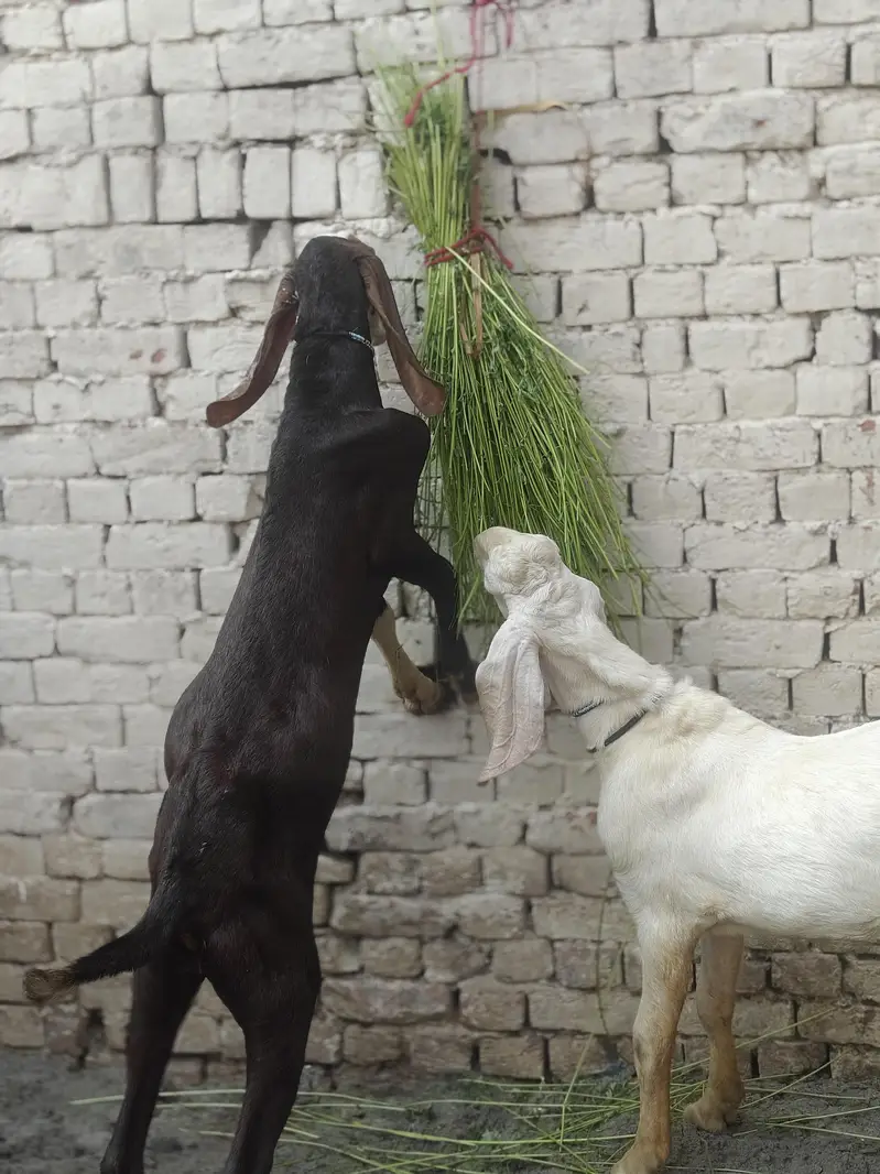 Hammad khan — photo 4