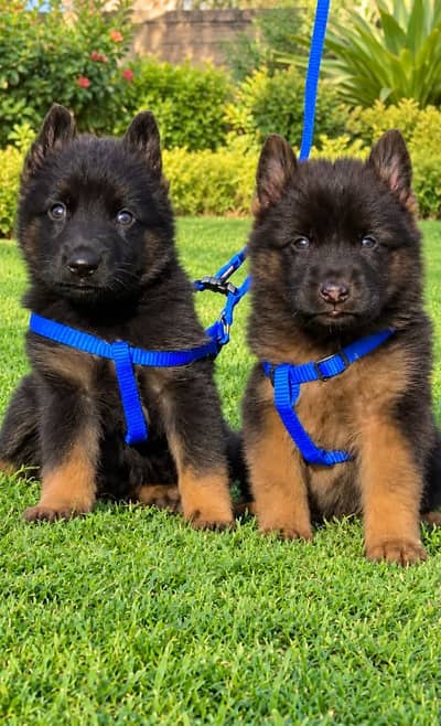 German shepherd Pupps | Long coat German Pupps | GSD Pupps For Sale