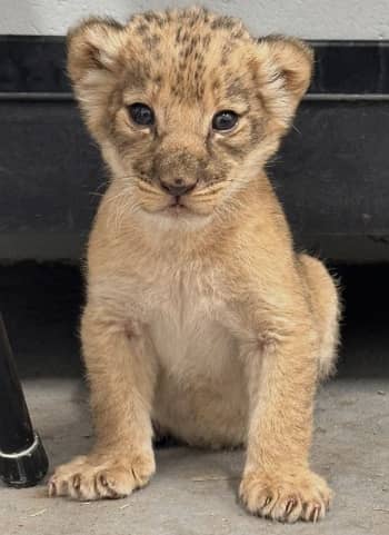 Big Cat - Lion Cub