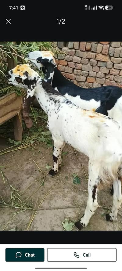 8 mounth kaala chi bkra sale Faisalabad ala quality