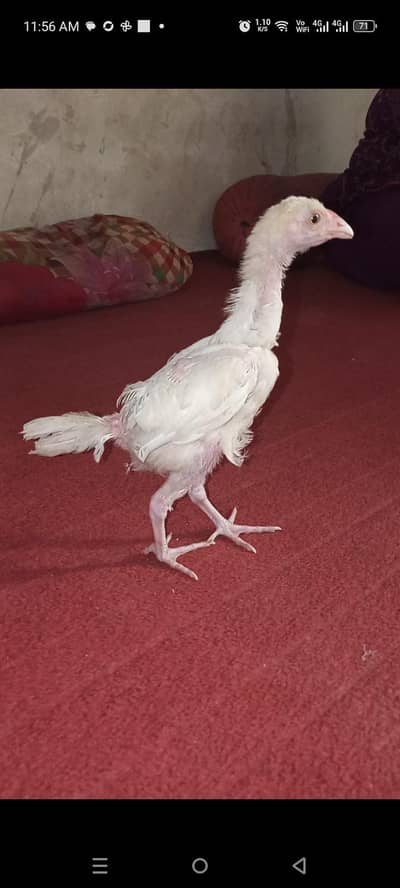 heera aseel chicks available