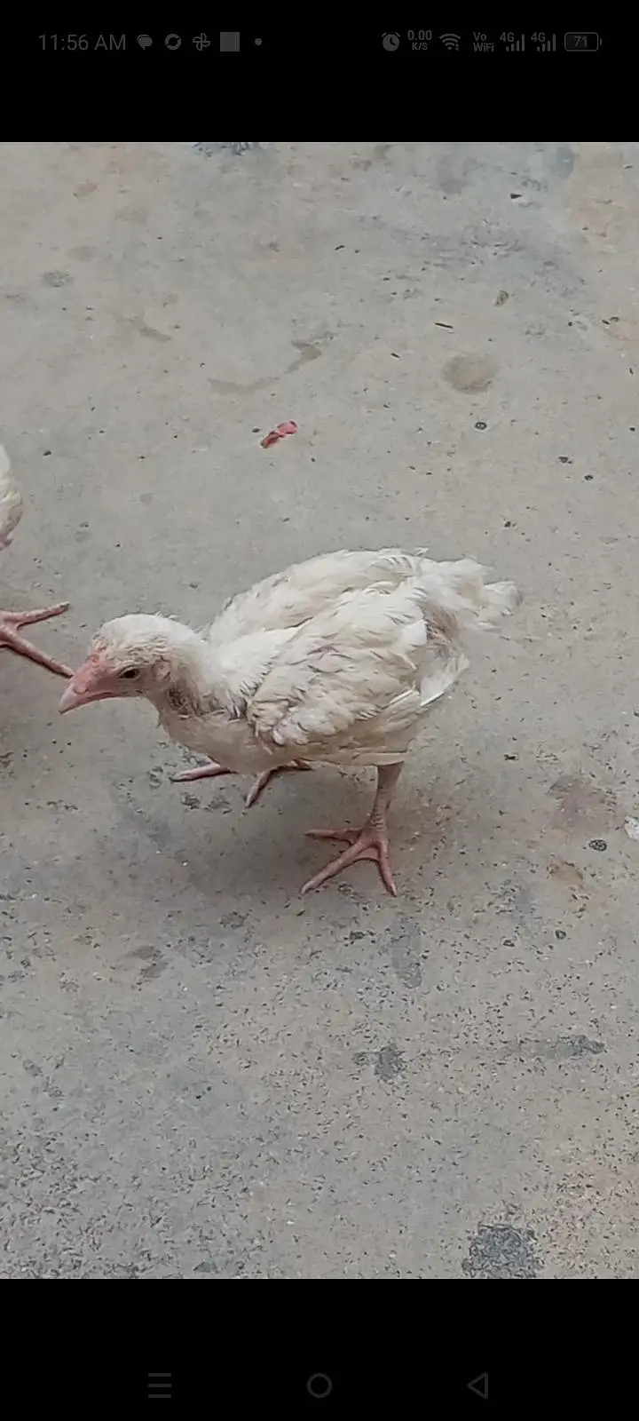 heera aseel chicks available — photo 2