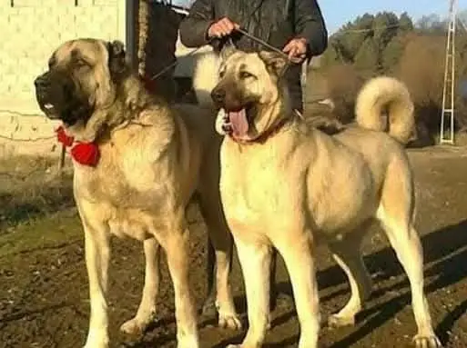 Kurdish kangal / security dog / king kurdish kangal puppies — photo 2