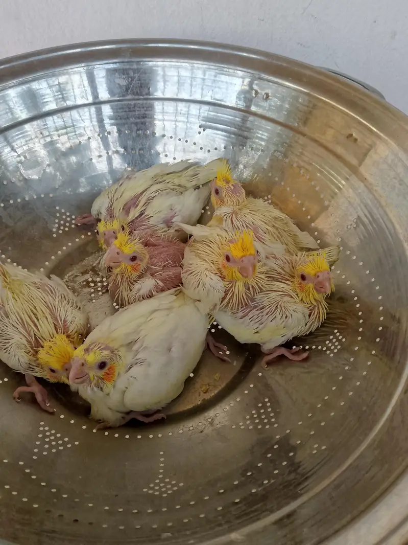 cocktail love birds — photo 2