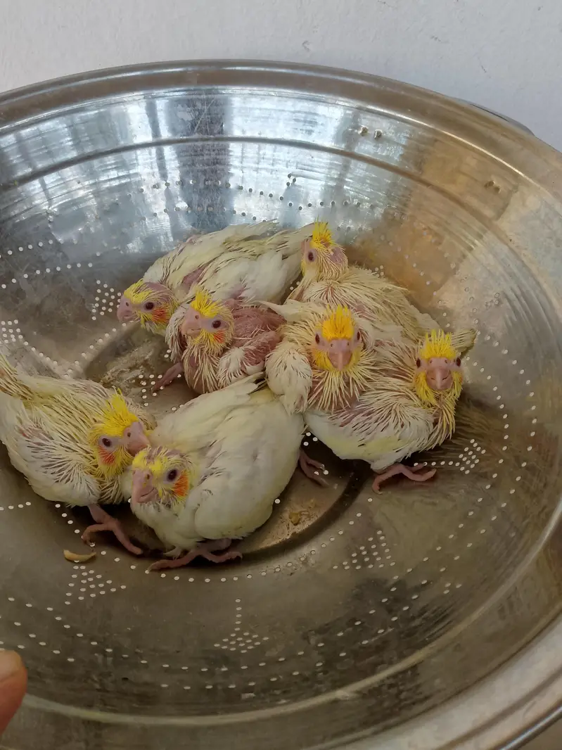 cocktail love birds — photo 3