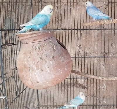 Bajri,Australian tote,rainbow,love birds,albino,creamino,par blue