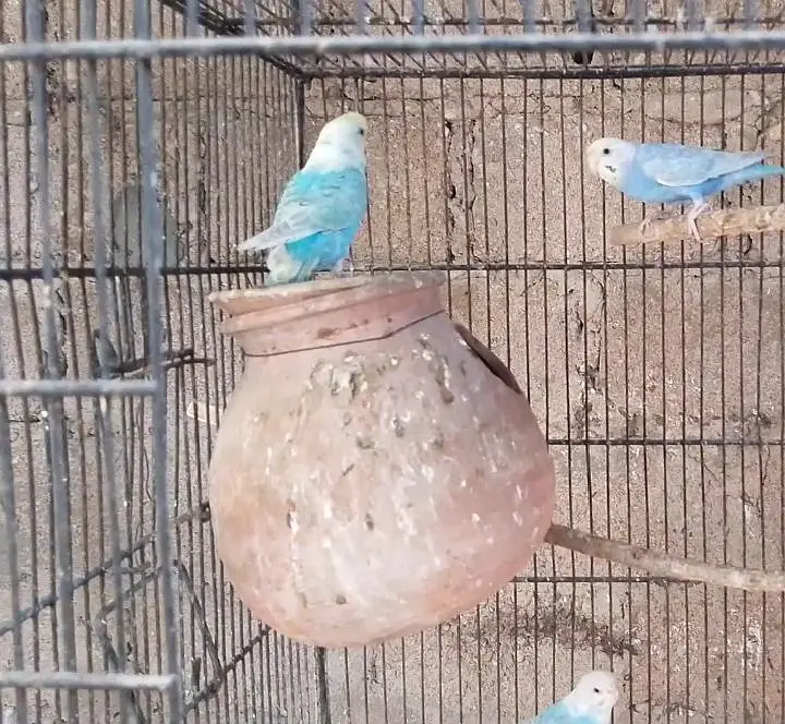 Bajri,Australian tote,rainbow,love birds,albino,creamino,par blue — photo 2