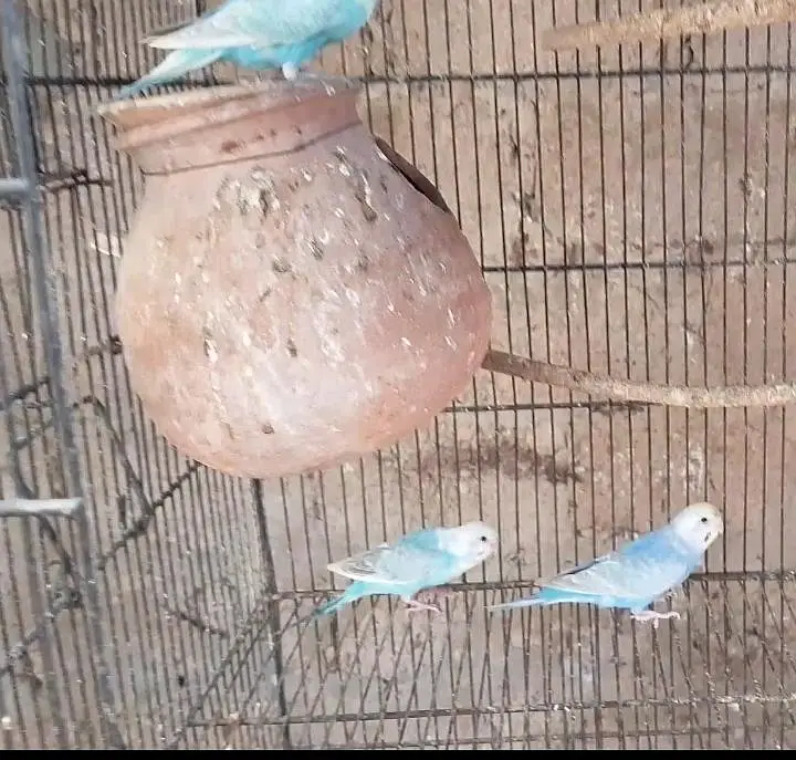 Bajri,Australian tote,rainbow,love birds,albino,creamino,par blue — photo 3