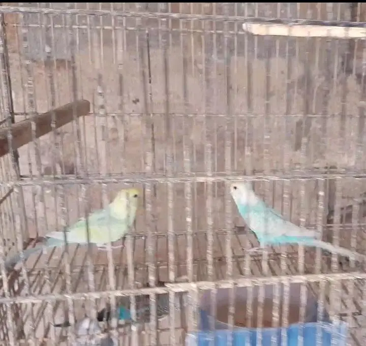 Bajri,Australian tote,rainbow,love birds,albino,creamino,par blue — photo 4