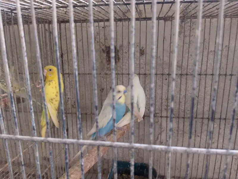 Bajri,Australian tote,rainbow,love birds,albino,creamino,par blue — photo 5