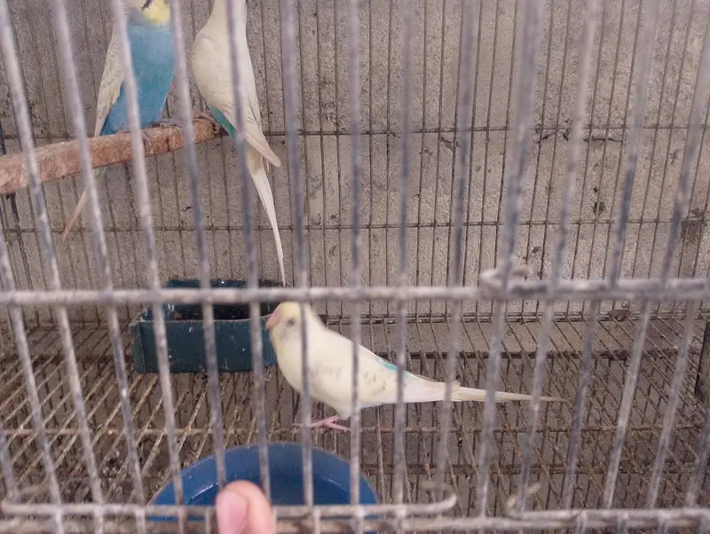 Bajri,Australian tote,rainbow,love birds,albino,creamino,par blue — photo 7