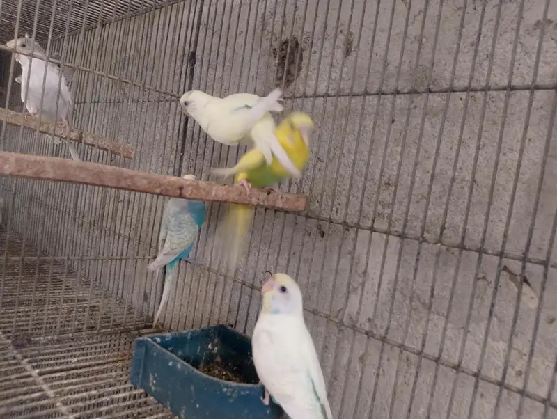 Bajri,Australian tote,rainbow,love birds,albino,creamino,par blue — photo 8
