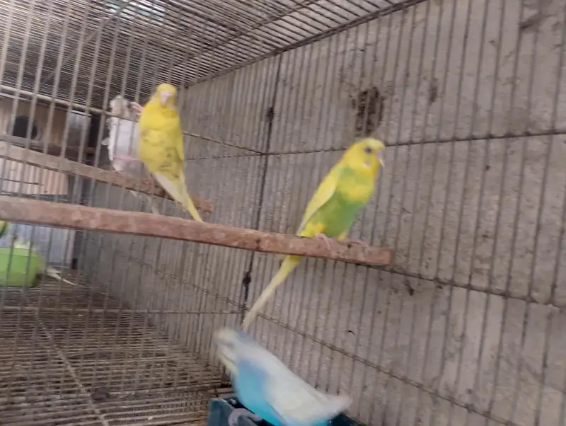 Bajri,Australian tote,rainbow,love birds,albino,creamino,par blue — photo 9