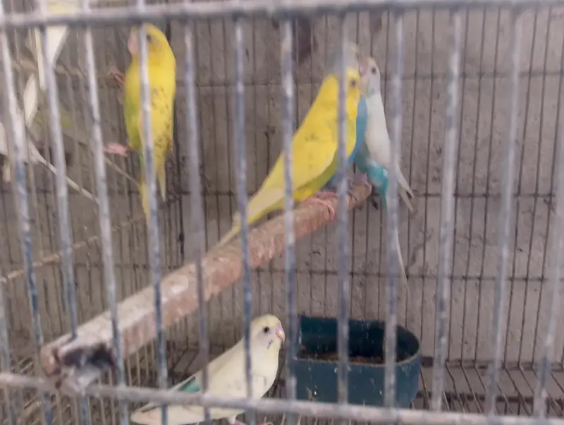 Bajri,Australian tote,rainbow,love birds,albino,creamino,par blue — photo 10