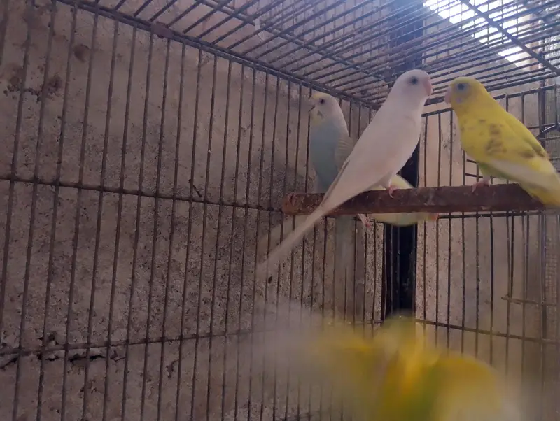 Bajri,Australian tote,rainbow,love birds,albino,creamino,par blue — photo 11