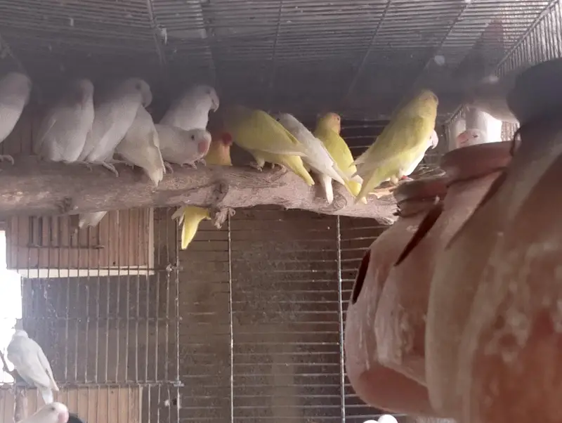 Bajri,Australian tote,rainbow,love birds,albino,creamino,par blue — photo 12