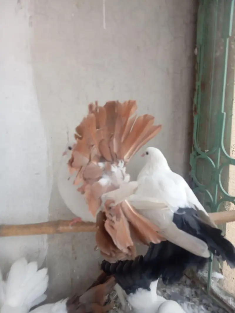 black and white and red fan tail — photo 2
