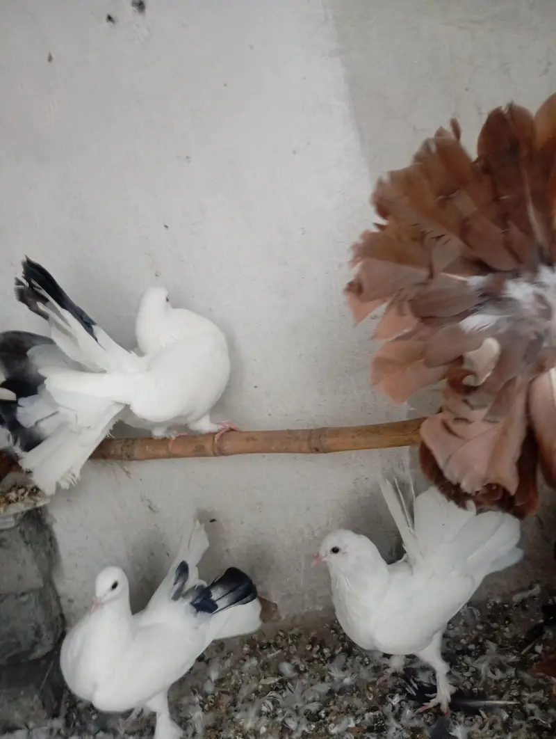 black and white and red fan tail — photo 6